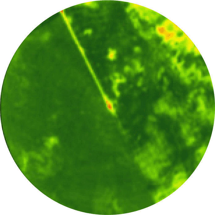 globe